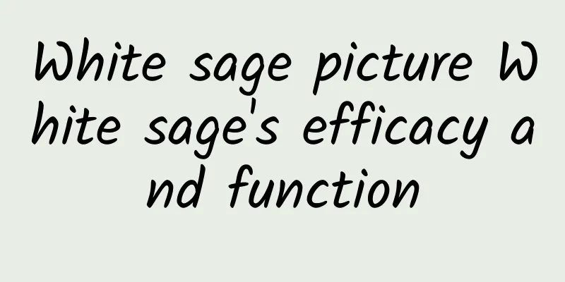 White sage picture White sage's efficacy and function