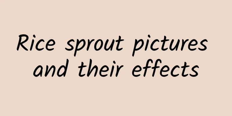 Rice sprout pictures and their effects