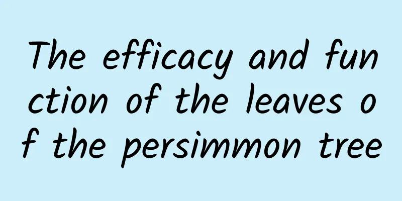 The efficacy and function of the leaves of the persimmon tree