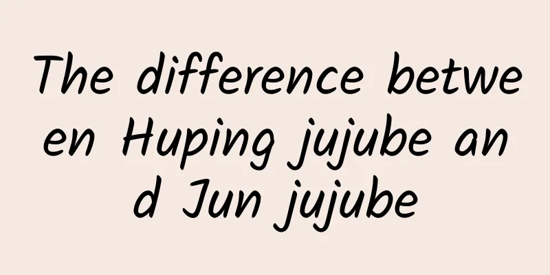 The difference between Huping jujube and Jun jujube