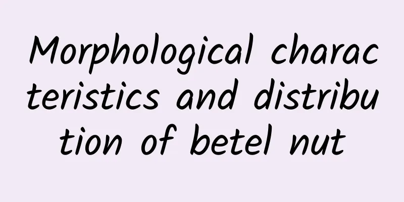 Morphological characteristics and distribution of betel nut