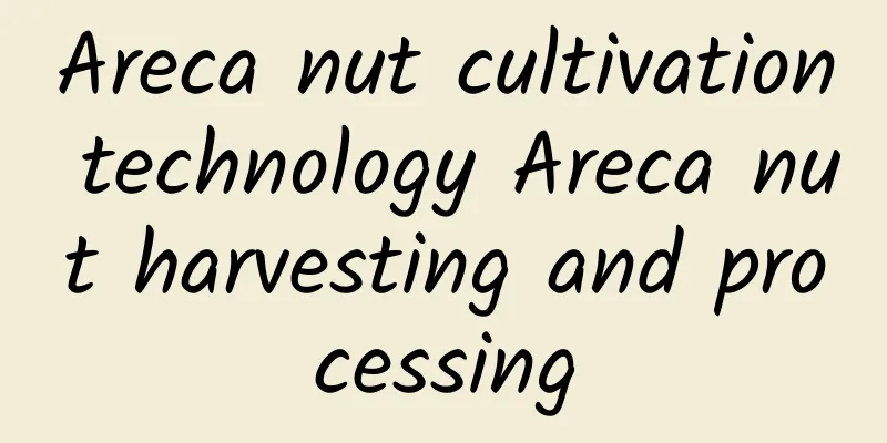 Areca nut cultivation technology Areca nut harvesting and processing