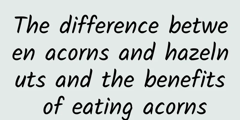 The difference between acorns and hazelnuts and the benefits of eating acorns