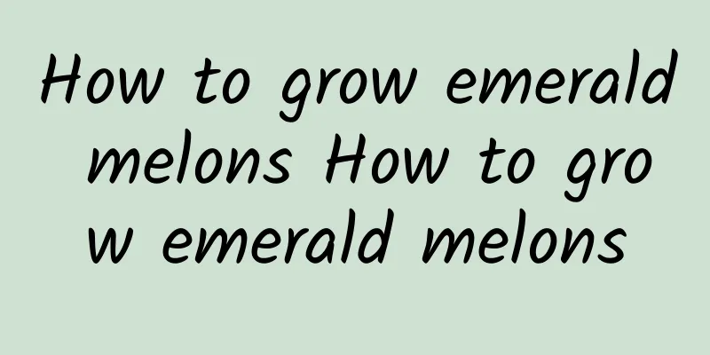 How to grow emerald melons How to grow emerald melons