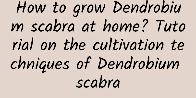 How to grow Dendrobium scabra at home? Tutorial on the cultivation techniques of Dendrobium scabra