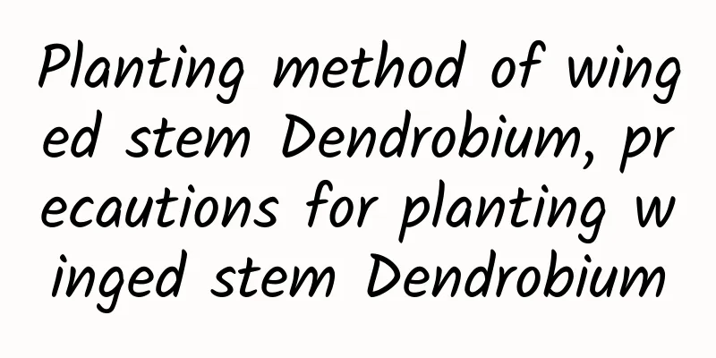 Planting method of winged stem Dendrobium, precautions for planting winged stem Dendrobium