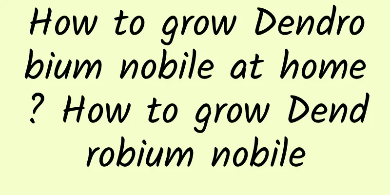 How to grow Dendrobium nobile at home? How to grow Dendrobium nobile