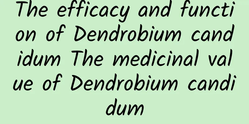 The efficacy and function of Dendrobium candidum The medicinal value of Dendrobium candidum