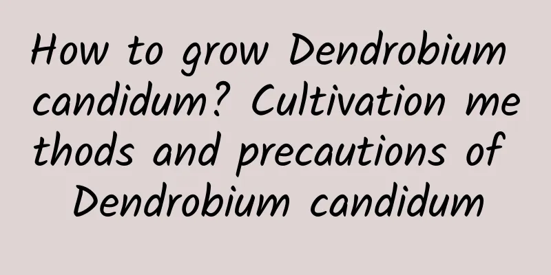 How to grow Dendrobium candidum? Cultivation methods and precautions of Dendrobium candidum