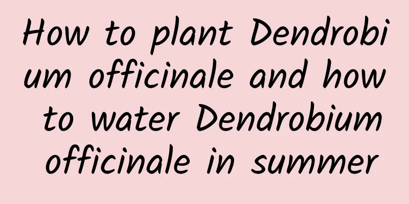 How to plant Dendrobium officinale and how to water Dendrobium officinale in summer