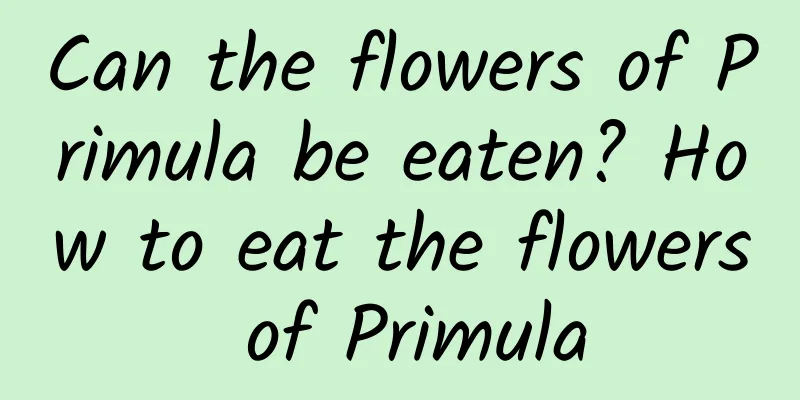 Can the flowers of Primula be eaten? How to eat the flowers of Primula