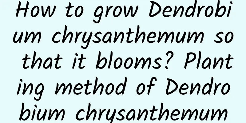 How to grow Dendrobium chrysanthemum so that it blooms? Planting method of Dendrobium chrysanthemum