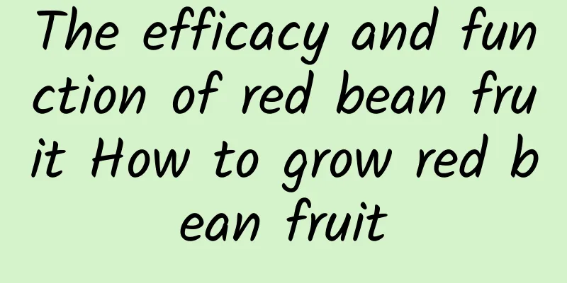 The efficacy and function of red bean fruit How to grow red bean fruit