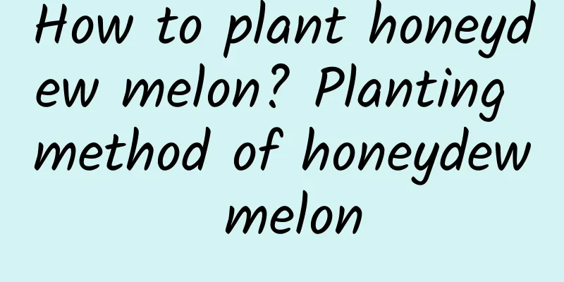 How to plant honeydew melon? Planting method of honeydew melon