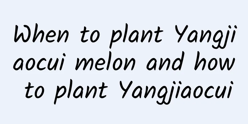 When to plant Yangjiaocui melon and how to plant Yangjiaocui