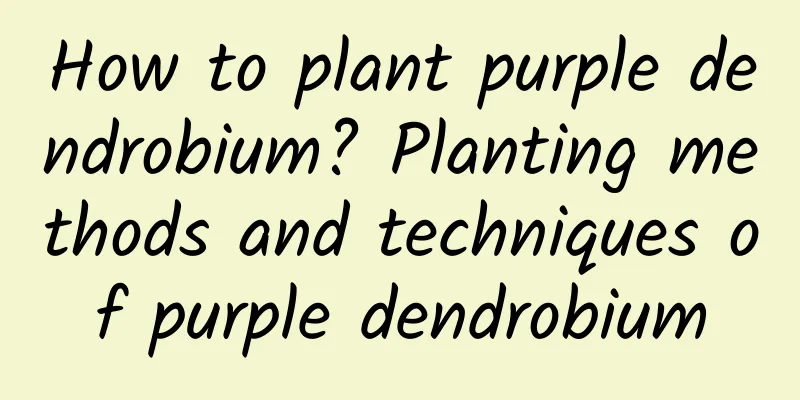 How to plant purple dendrobium? Planting methods and techniques of purple dendrobium