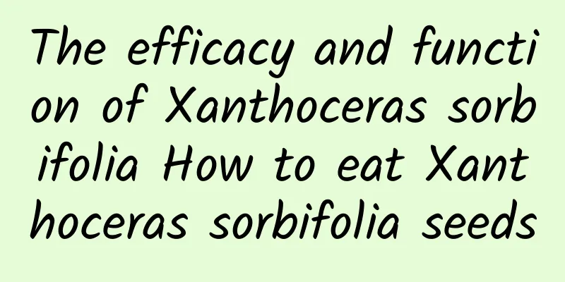 The efficacy and function of Xanthoceras sorbifolia How to eat Xanthoceras sorbifolia seeds