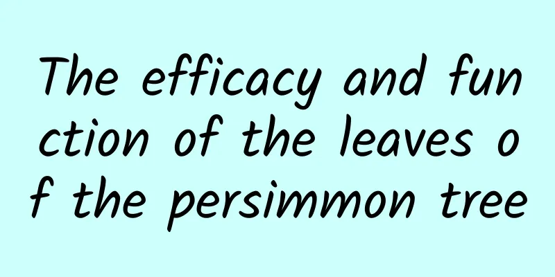 The efficacy and function of the leaves of the persimmon tree