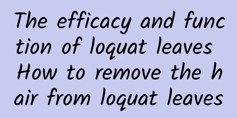 The efficacy and function of loquat leaves How to remove the hair from loquat leaves