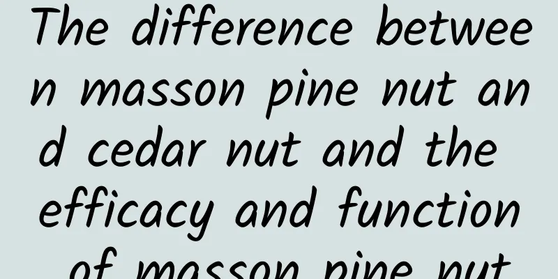 The difference between masson pine nut and cedar nut and the efficacy and function of masson pine nut