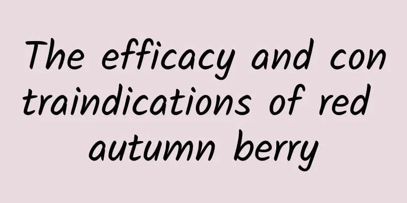 The efficacy and contraindications of red autumn berry