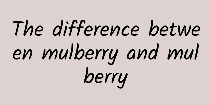 The difference between mulberry and mulberry