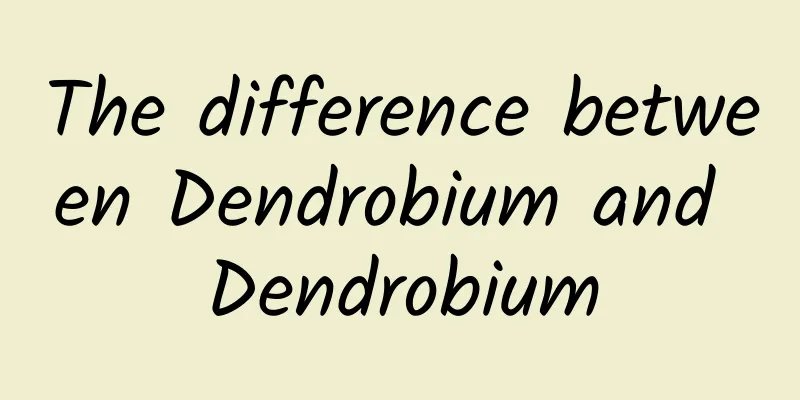 The difference between Dendrobium and Dendrobium