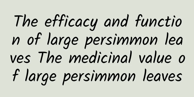 The efficacy and function of large persimmon leaves The medicinal value of large persimmon leaves