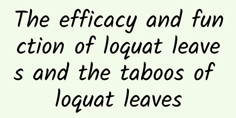 The efficacy and function of loquat leaves and the taboos of loquat leaves