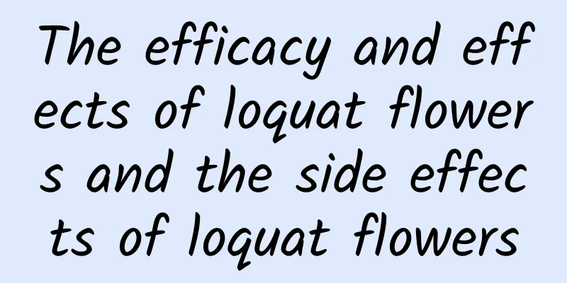 The efficacy and effects of loquat flowers and the side effects of loquat flowers