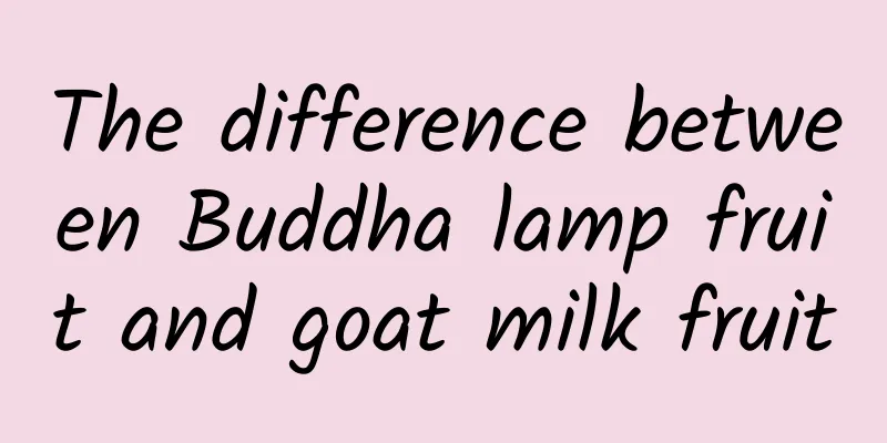 The difference between Buddha lamp fruit and goat milk fruit