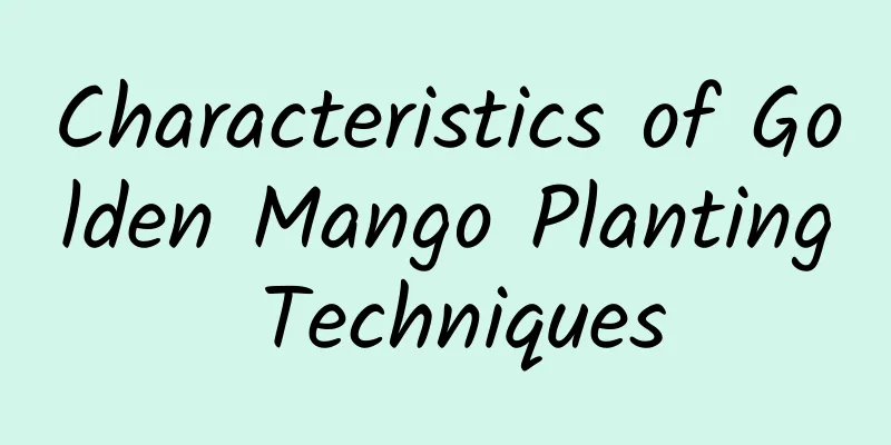 Characteristics of Golden Mango Planting Techniques