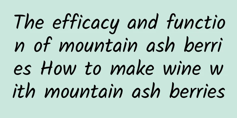 The efficacy and function of mountain ash berries How to make wine with mountain ash berries