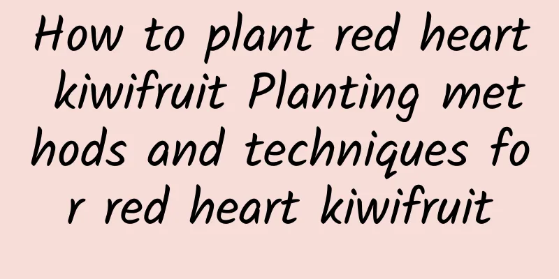 How to plant red heart kiwifruit Planting methods and techniques for red heart kiwifruit