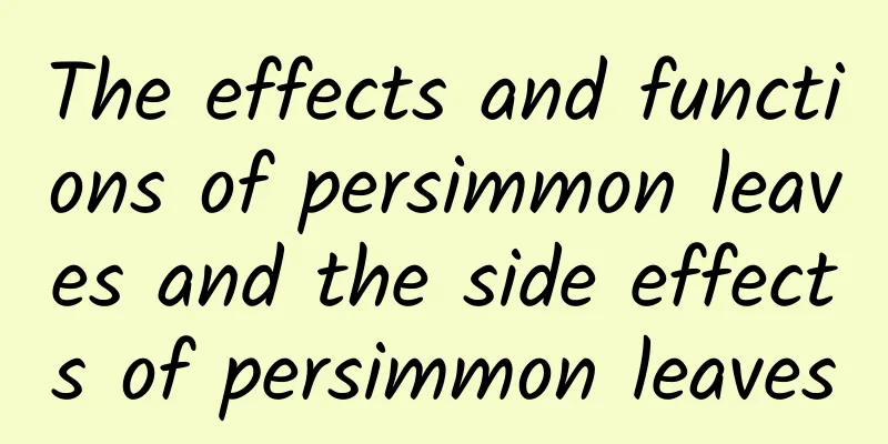 The effects and functions of persimmon leaves and the side effects of persimmon leaves