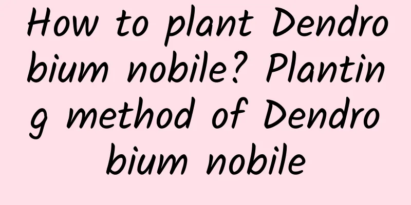 How to plant Dendrobium nobile? Planting method of Dendrobium nobile