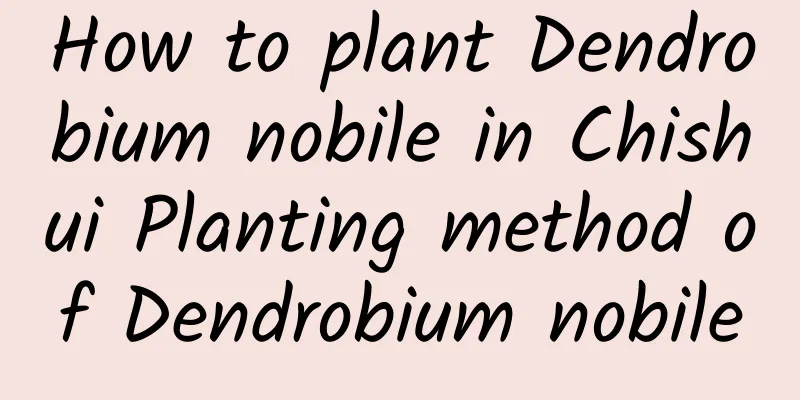 How to plant Dendrobium nobile in Chishui Planting method of Dendrobium nobile