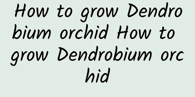 How to grow Dendrobium orchid How to grow Dendrobium orchid