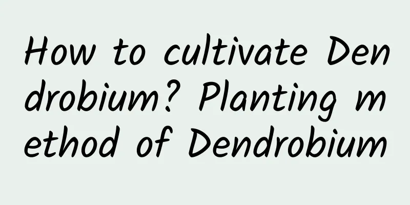 How to cultivate Dendrobium? Planting method of Dendrobium