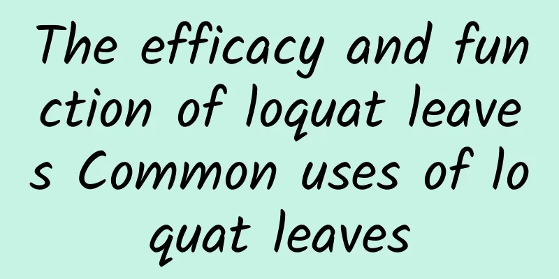 The efficacy and function of loquat leaves Common uses of loquat leaves