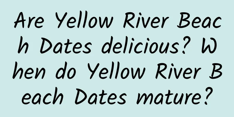 Are Yellow River Beach Dates delicious? When do Yellow River Beach Dates mature?