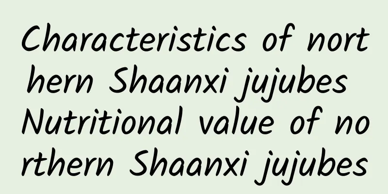 Characteristics of northern Shaanxi jujubes Nutritional value of northern Shaanxi jujubes