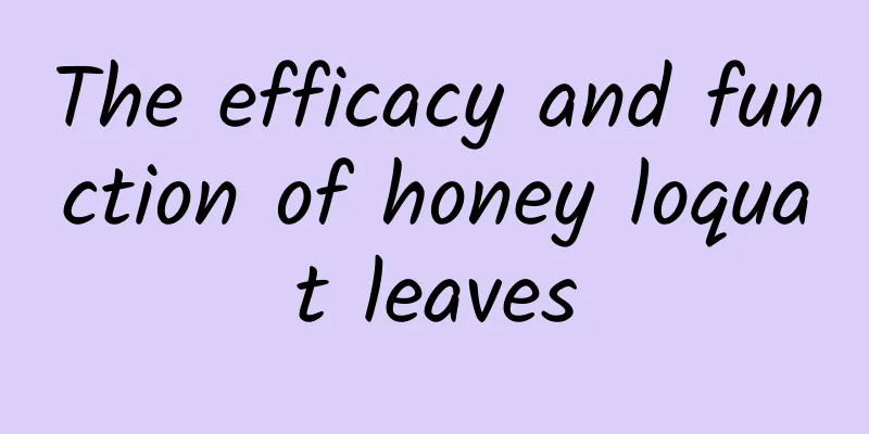 The efficacy and function of honey loquat leaves