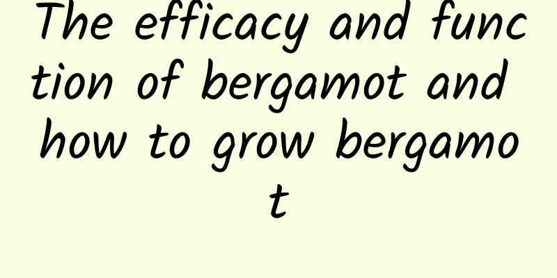 The efficacy and function of bergamot and how to grow bergamot