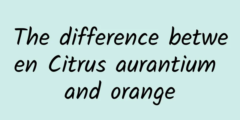 The difference between Citrus aurantium and orange