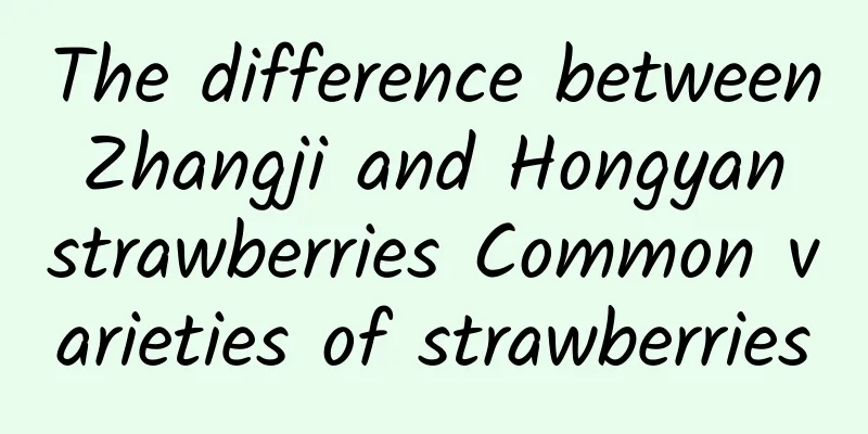 The difference between Zhangji and Hongyan strawberries Common varieties of strawberries