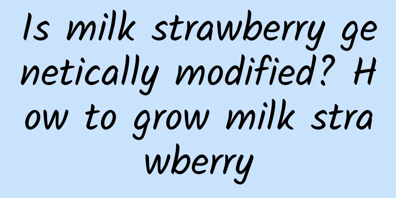 Is milk strawberry genetically modified? How to grow milk strawberry