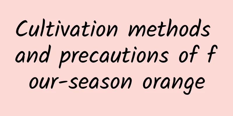 Cultivation methods and precautions of four-season orange