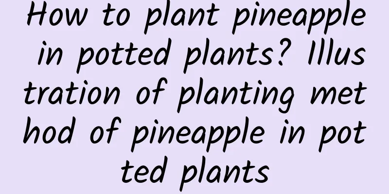 How to plant pineapple in potted plants? Illustration of planting method of pineapple in potted plants