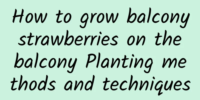 How to grow balcony strawberries on the balcony Planting methods and techniques